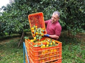 تصاویر; آغاز برداشت مرکبات در سوادکوه 9 تصاویر; آغاز برداشت مرکبات در سوادکوه