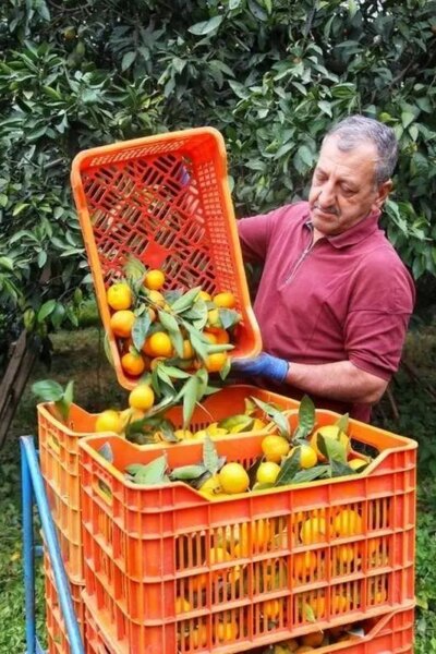 تصاویر; آغاز برداشت مرکبات در سوادکوه