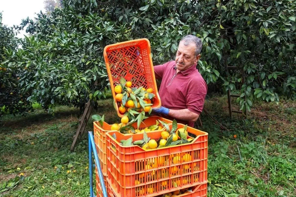 تصاویر; آغاز برداشت مرکبات در سوادکوه