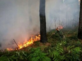 آتش سوزی در جنگل های گلستان پایان یافت