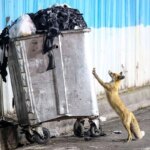 تصاویر; تور روباه ها در تهران