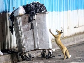 تصاویر; تور روباه ها در تهران