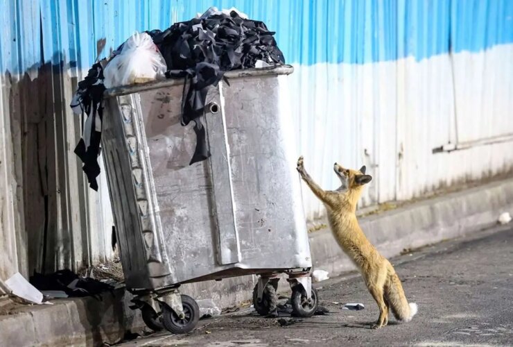 تصاویر; تور روباه ها در تهران 7 تصاویر; تور روباه ها در تهران