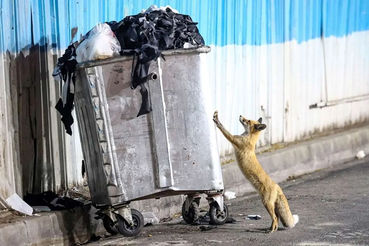 تصاویر; تور روباه ها در تهران 1 تصاویر; تور روباه ها در تهران