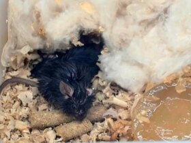 4 موش از ایستگاه فضایی چین به زمین بازگشتند 8 4 موش از ایستگاه فضایی چین به زمین بازگشتند