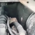 5 بچه گربه در موتور خودرویی که 14 کیلومتر را طی کرده بود پیدا شد