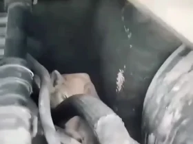 5 بچه گربه در موتور خودرویی که 14 کیلومتر را طی کرده بود پیدا شد