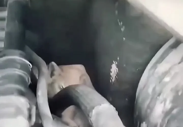 5 بچه گربه در موتور خودرویی که 14 کیلومتر را طی کرده بود پیدا شد