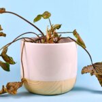 6 نشانه که باید گیاه خانگی خود را دور بریزید