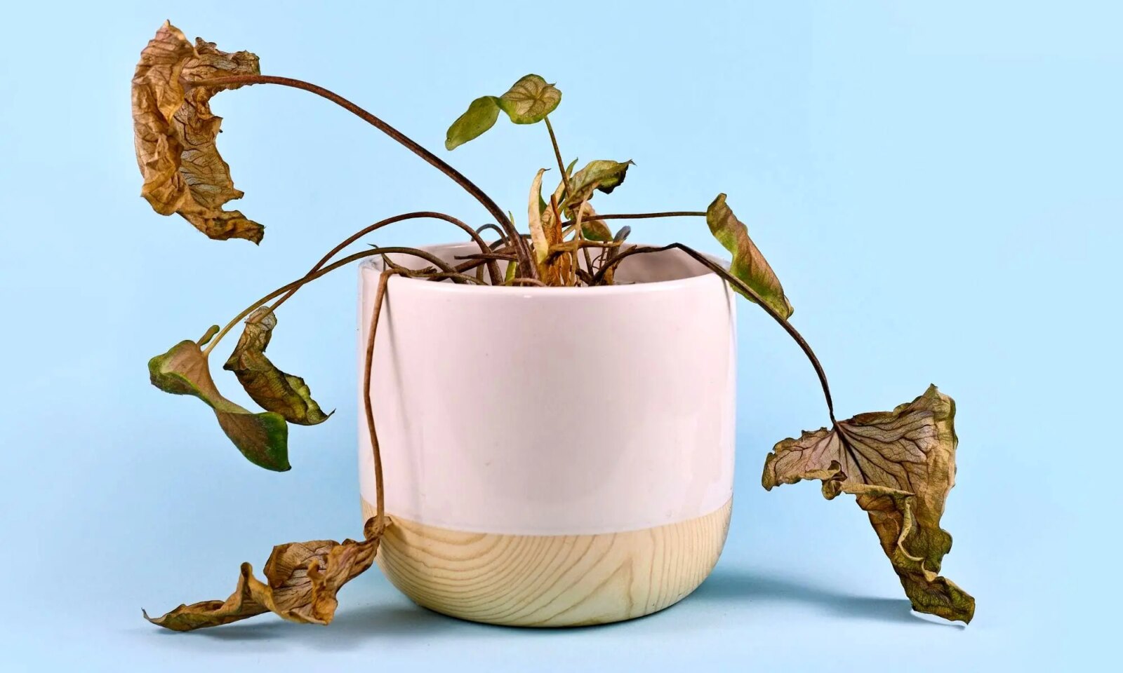 6 نشانه که باید گیاه خانگی خود را دور بریزید