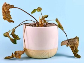 6 نشانه که باید گیاه خانگی خود را دور بریزید