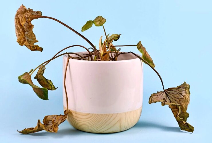 6 نشانه که باید گیاه خانگی خود را دور بریزید 24 6 نشانه که باید گیاه خانگی خود را دور بریزید