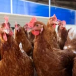 آنفولانزای پرندگان در کمین انسان؛ تهدیدی فراتر از کرونا