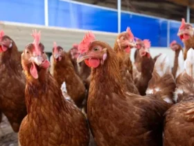 آنفولانزای پرندگان در کمین انسان؛ تهدیدی فراتر از کرونا