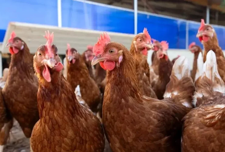 آنفولانزای پرندگان در کمین انسان؛ تهدیدی فراتر از کرونا