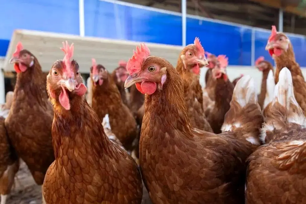 آنفولانزای پرندگان در کمین انسان؛ تهدیدی فراتر از کرونا