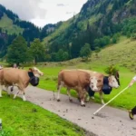 بازگشت رنگارنگ دامپروری از کوه های آلپ