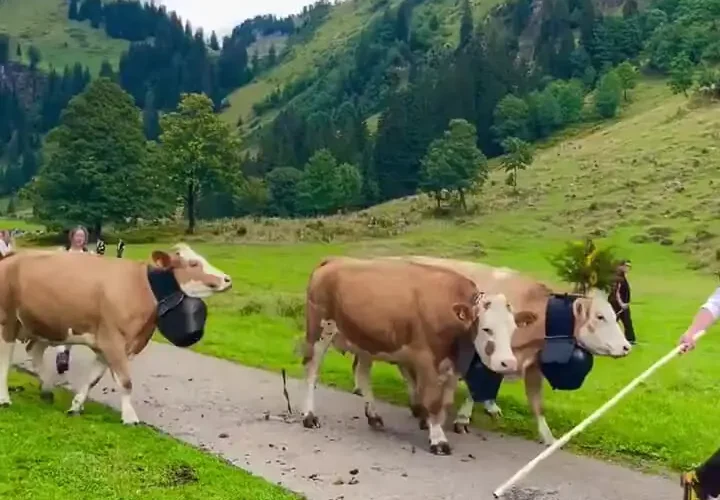 بازگشت رنگارنگ دامپروری از کوه های آلپ 27 بازگشت رنگارنگ دامپروری از کوه های آلپ