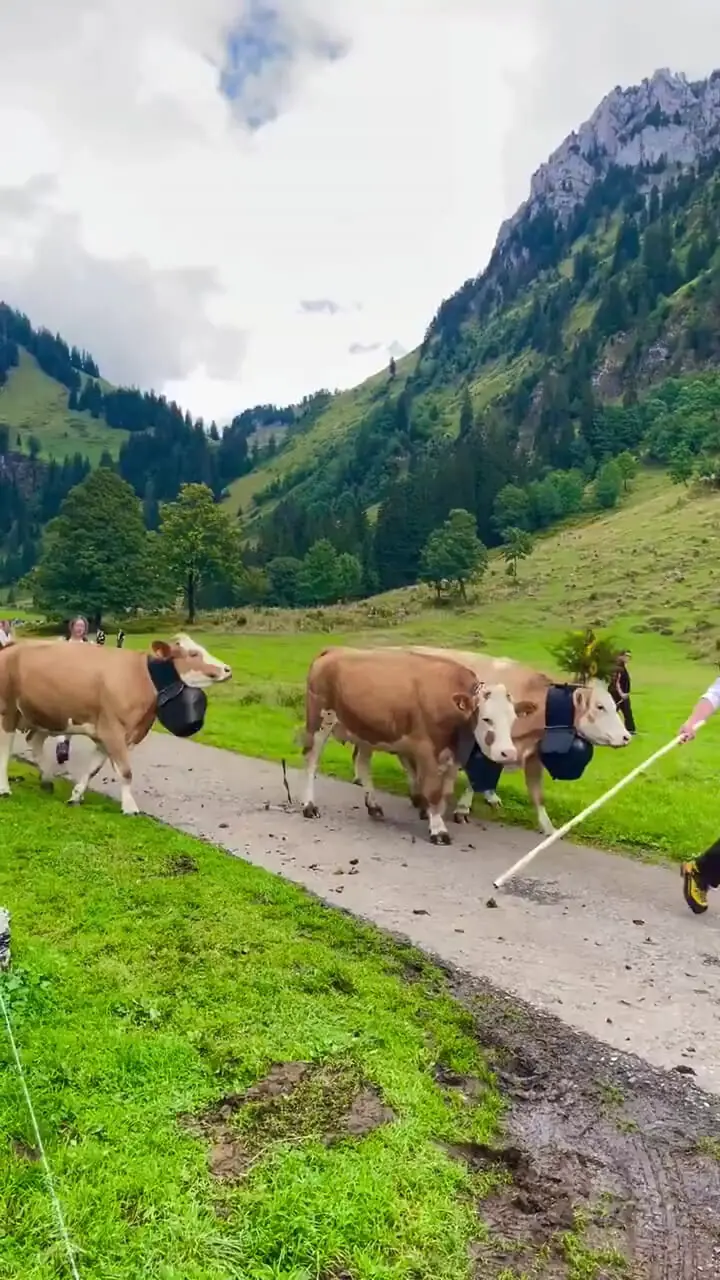 بازگشت رنگارنگ دامپروری از کوه های آلپ