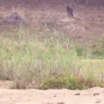 برای دیدن؛ اعتماد مرگبار بابون ها به شیرها