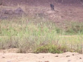 برای دیدن؛ اعتماد مرگبار بابون ها به شیرها 8 برای دیدن؛ اعتماد مرگبار بابون ها به شیرها