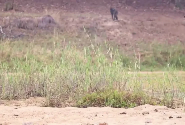 برای دیدن؛ اعتماد مرگبار بابون ها به شیرها