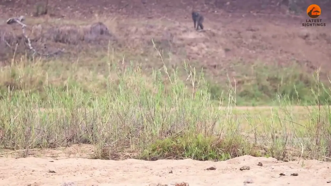 برای دیدن؛ اعتماد مرگبار بابون ها به شیرها 1 برای دیدن؛ اعتماد مرگبار بابون ها به شیرها
