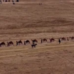 برای دیدن؛ بزرگترین رژه شتر