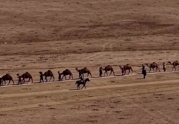 برای دیدن؛ بزرگترین رژه شتر 3 برای دیدن؛ بزرگترین رژه شتر