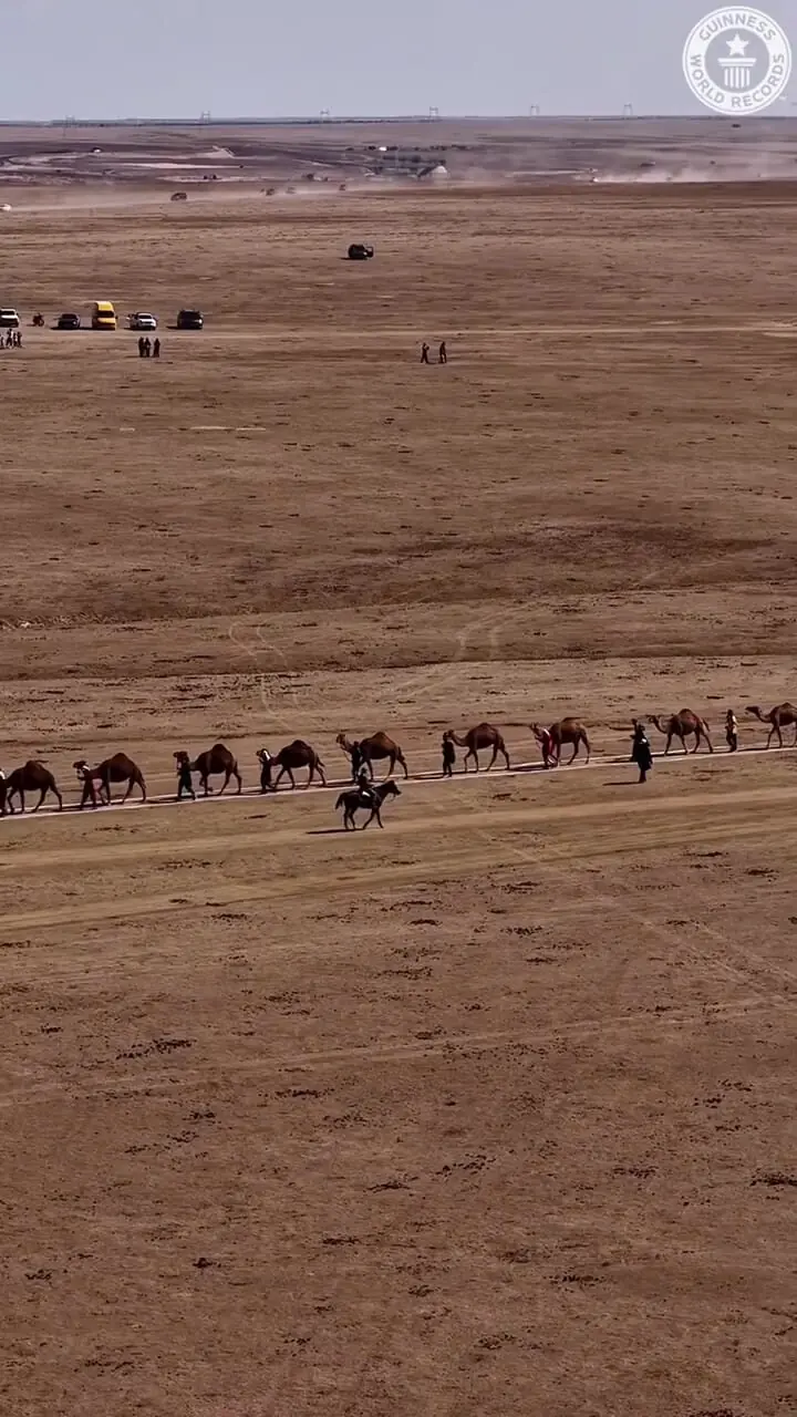 برای دیدن؛ بزرگترین رژه شتر