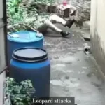 برای دیدن؛ حمله پلنگ به پلیس در هند