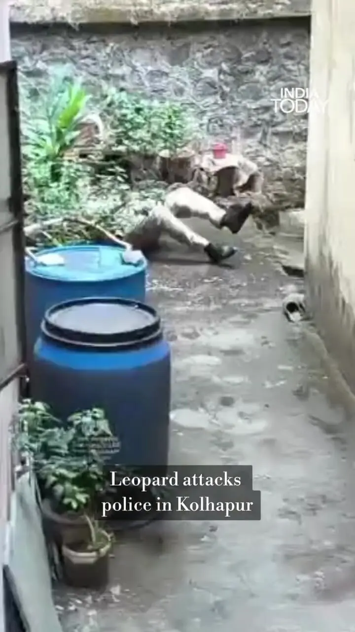 برای دیدن؛ حمله پلنگ به پلیس در هند