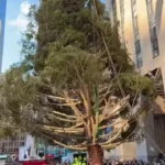 برای دیدن؛ درخت کریسمس مرکز راکفلر در نیویورک نصب شد