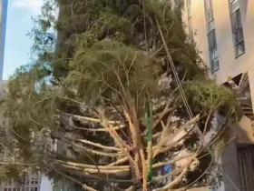 برای دیدن؛ درخت کریسمس مرکز راکفلر در نیویورک نصب شد