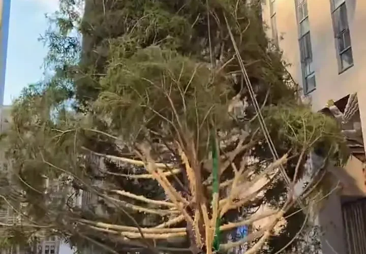 برای دیدن؛ درخت کریسمس مرکز راکفلر در نیویورک نصب شد