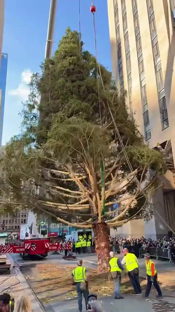 برای دیدن؛ درخت کریسمس مرکز راکفلر در نیویورک نصب شد