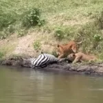 برای دیدن؛ شیرها گورخرها را از تمساح ها دزدیدند