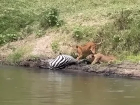 برای دیدن؛ شیرها گورخرها را از تمساح ها دزدیدند 8 برای دیدن؛ شیرها گورخرها را از تمساح ها دزدیدند