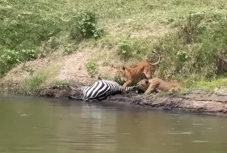 برای دیدن؛ شیرها گورخرها را از تمساح ها دزدیدند