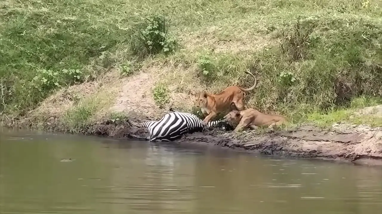 برای دیدن؛ شیرها گورخرها را از تمساح ها دزدیدند 1 برای دیدن؛ شیرها گورخرها را از تمساح ها دزدیدند