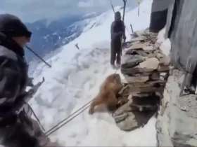 برای دیدن؛ عملیات چالش برانگیز برای نجات خرسی که سرش در جعبه فلزی گیر کرده بود 10 برای دیدن؛ عملیات چالش برانگیز برای نجات خرسی که سرش در جعبه فلزی گیر کرده بود