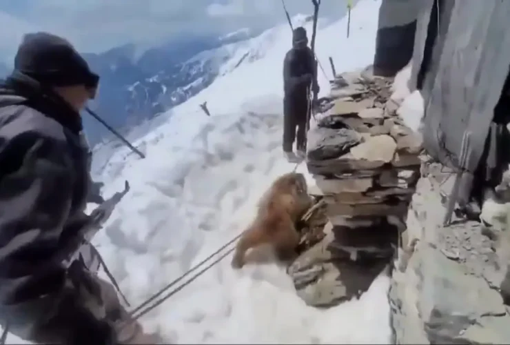 برای دیدن؛ عملیات چالش برانگیز برای نجات خرسی که سرش در جعبه فلزی گیر کرده بود