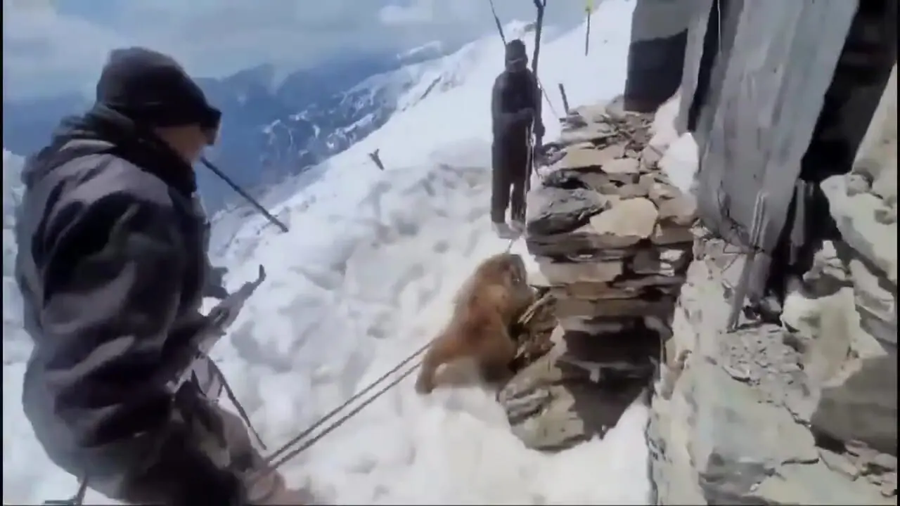 برای دیدن؛ عملیات چالش برانگیز برای نجات خرسی که سرش در جعبه فلزی گیر کرده بود 1 برای دیدن؛ عملیات چالش برانگیز برای نجات خرسی که سرش در جعبه فلزی گیر کرده بود