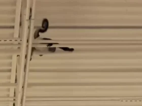 برای دیدن؛ میمونی که از جمعیت ترسیده بود به پشت بام فروشگاه رفت