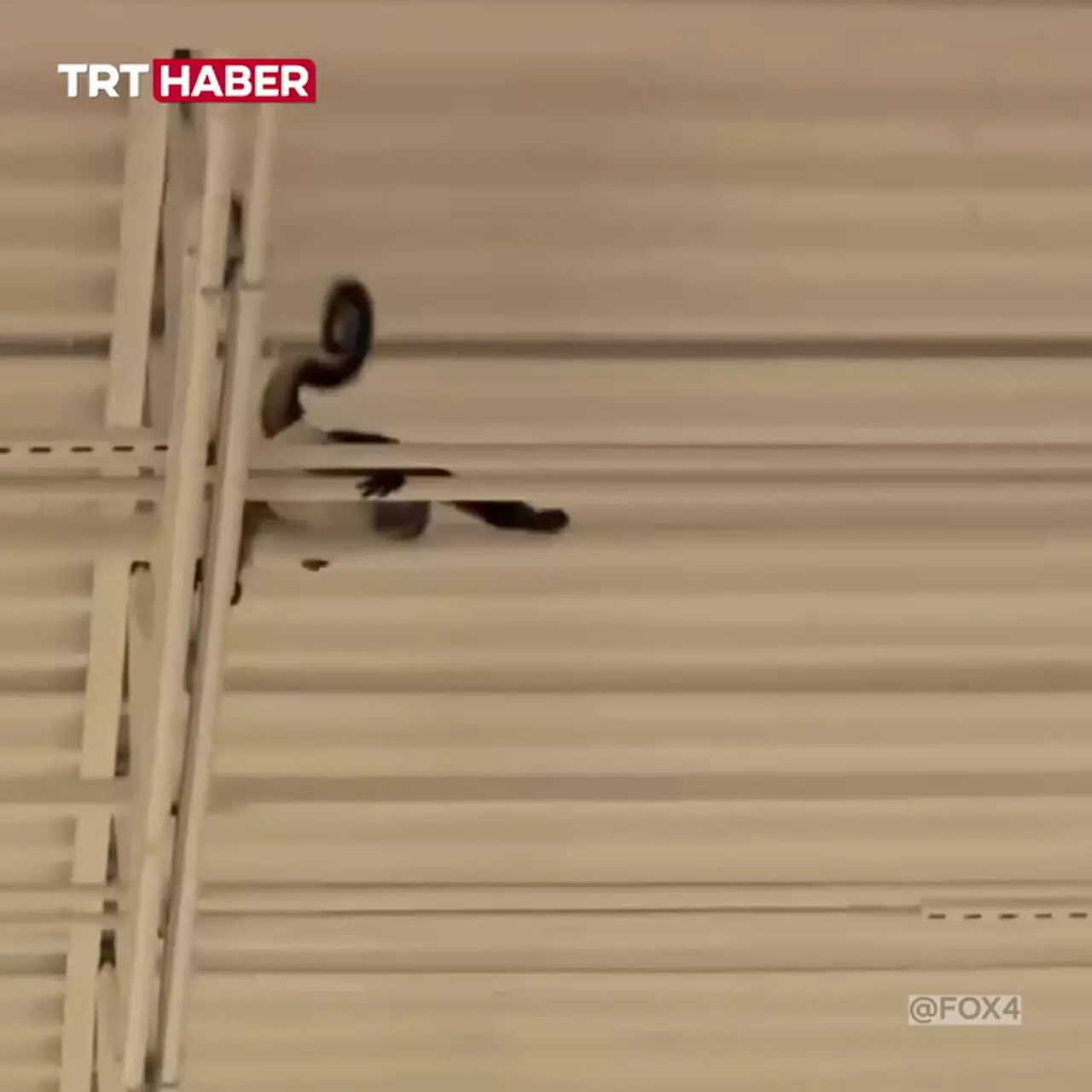 برای دیدن؛ میمونی که از جمعیت ترسیده بود به پشت بام فروشگاه رفت