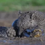 برای دیدن؛ نبرد خونین جگوار و کایمان در گلولای