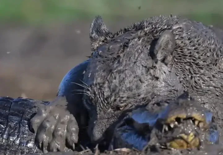 برای دیدن؛ نبرد خونین جگوار و کایمان در گلولای