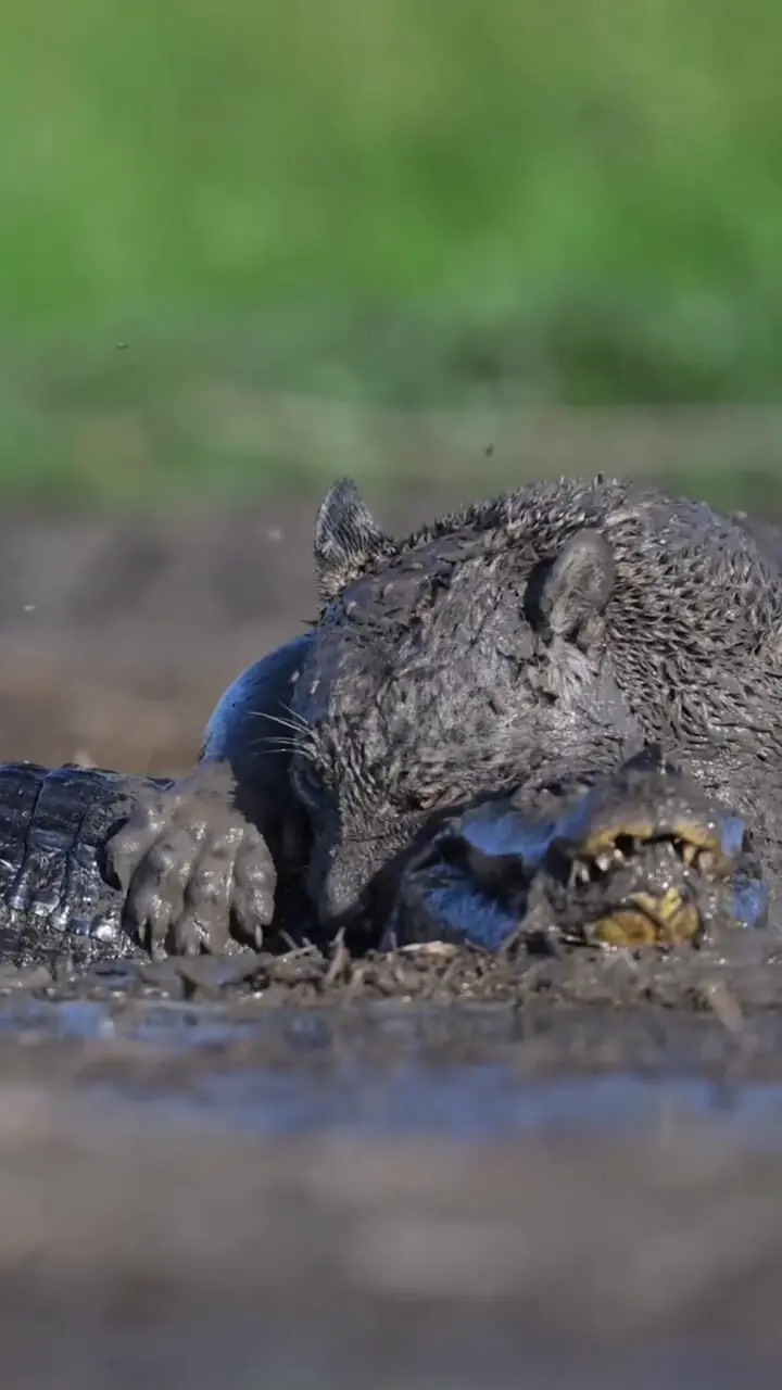 برای دیدن؛ نبرد خونین جگوار و کایمان در گلولای 4 برای دیدن؛ نبرد خونین جگوار و کایمان در گلولای