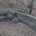 برای دیدن؛ نجات دو گورکن گیر افتاده در استخر