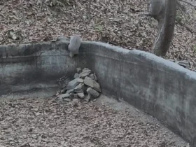 برای دیدن؛ نجات دو گورکن گیر افتاده در استخر